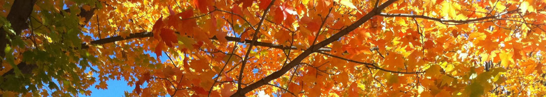Automne Femmes 2025
